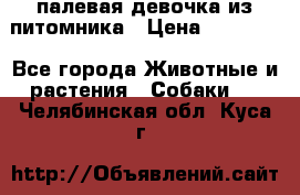 палевая девочка из питомника › Цена ­ 40 000 - Все города Животные и растения » Собаки   . Челябинская обл.,Куса г.